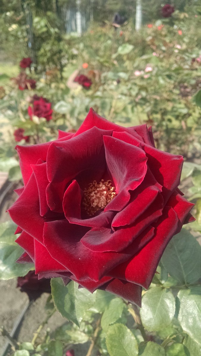 Bella rosa de variedad perla negra #DesdeElJardín #Rosaleda cuando fue la última vez que nos visitaste?