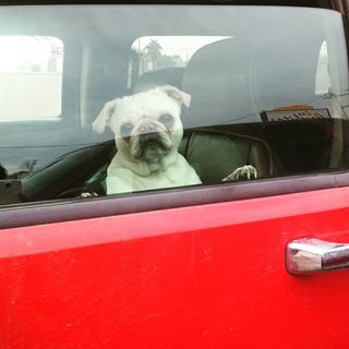 Joy_PhotoCam's tweet photo. Uber for pugs? 
#pugthing #dogsofinstagram #pug #cute #jazz #love #her #dog https://t.co/7fms1XrS6f https://t.co/JLN8J7kSws