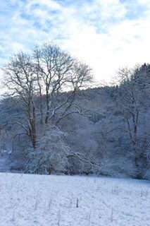 Kedgerybears's tweet photo. @THGoldcrests @TH_Robins Dalby Forest! Louie and Katie have never seen snow in England! https://t.co/Y4haydMtDm