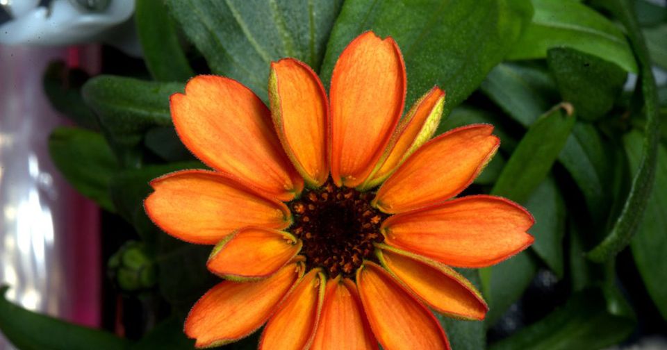 engadget's tweet photo. NASA astronaut @StationCDRKelly has successfully grown the first flower in space https://t.co/G5vPfCDdfd https://t.co/oGy4jMXV3M