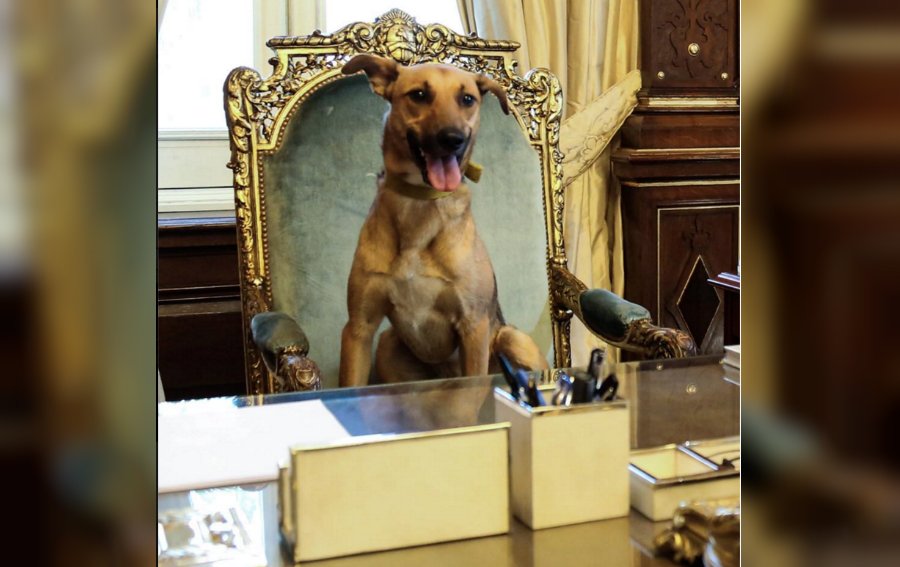 CNNEE's tweet photo. Balcarce, el perro adoptado que llegó a la Casa Rosada
https://t.co/tQ9fHYJItr https://t.co/tpYLebnWwU