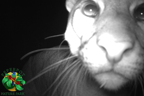 PeperPotNP's tweet photo. A Puma making a #selfie, while walking by our #cameratrap. Right here in the #Peperpot Nature Park in #Suriname! https://t.co/iJEATW2fst