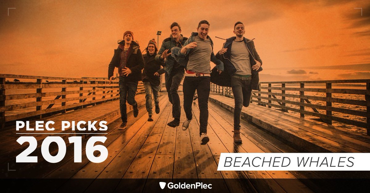 🔸 GoldenPlec 🔸 tweet media