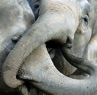 Kommando "Halt doch mal den Rüssel". Foto: Maori
bit.ly/1S0m9cG