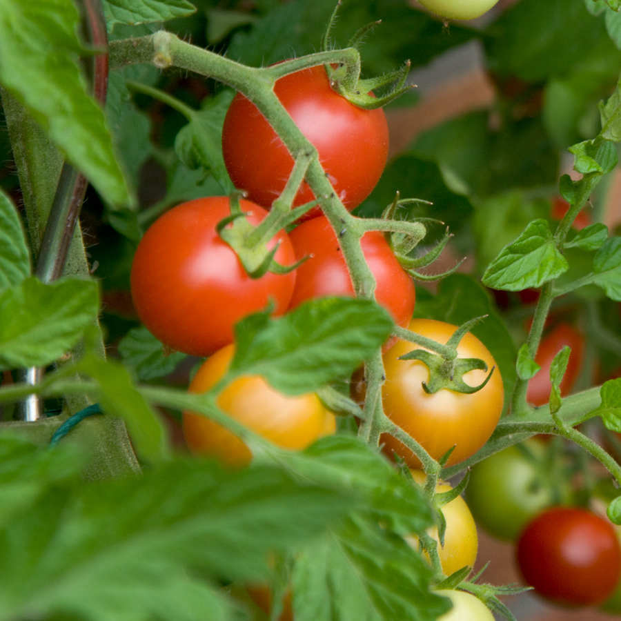 EatopiaQatar's tweet photo. The world’s most popular fruit is tomato!

الطماطم أشهر فاكهة في العالم https://t.co/aFfRFTUNIa
