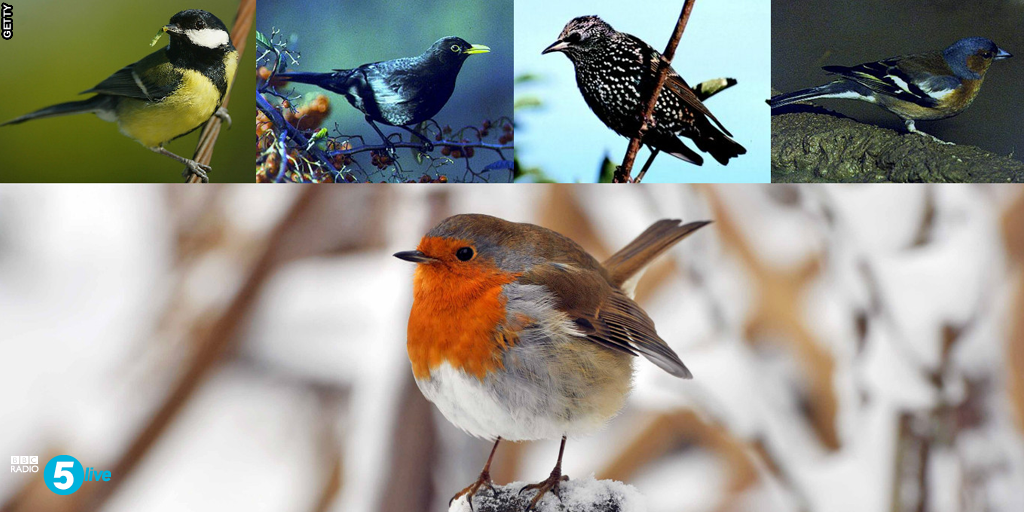 bbc5live's tweet image. Can you name these birds? Research suggests many British children struggle to identify these common species