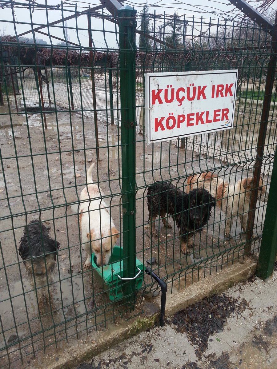 Aysel_sula's tweet photo. köpek sahplnmek istynler  lutfn petshop yerne barnaklara akın edn her cnsten ve yaştan yavrular var sizi beklyorlar https://t.co/J6WPpSAusP