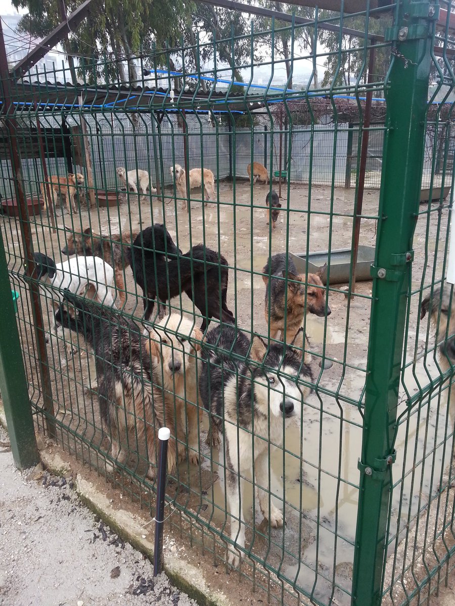 Aysel_sula's tweet photo. köpek sahplnmek istynler  lutfn petshop yerne barnaklara akın edn her cnsten ve yaştan yavrular var sizi beklyorlar https://t.co/J6WPpSAusP