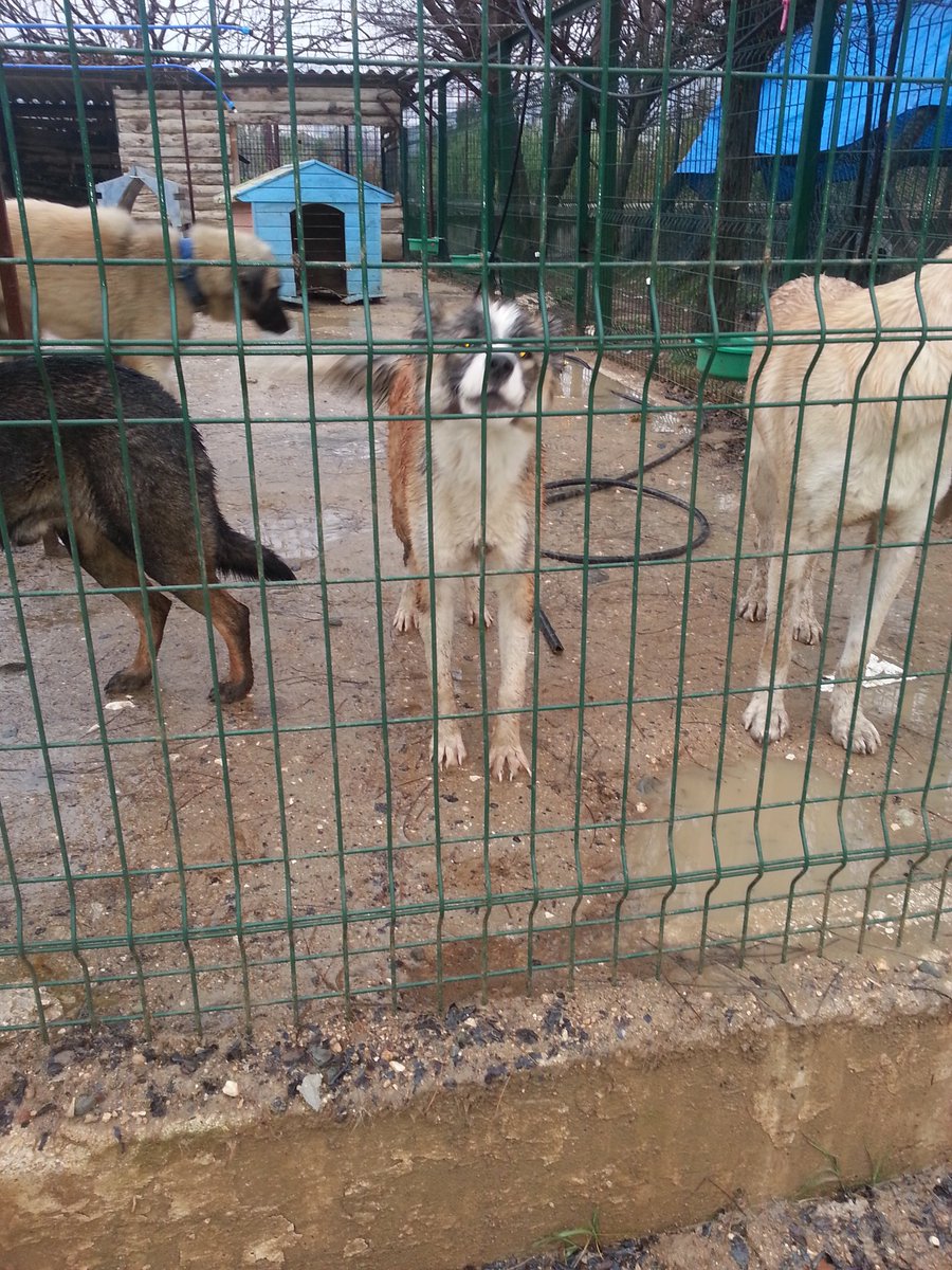 Aysel_sula's tweet photo. köpek sahplnmek istynler  lutfn petshop yerne barnaklara akın edn her cnsten ve yaştan yavrular var sizi beklyorlar https://t.co/J6WPpSAusP