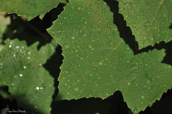 DiegoPachecook's tweet photo. Gotitas / Droplets
#fotografia #phofography #Nikon #flickr
#DiegoAndresPhotography #FanPage 
#Facebook #Fotogaleria https://t.co/5v6APVZsvP