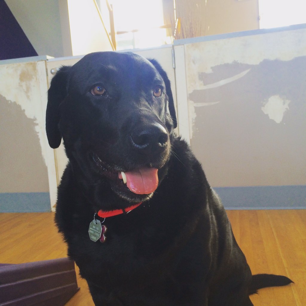 Country Paws (@countrypaws) on Twitter photo 