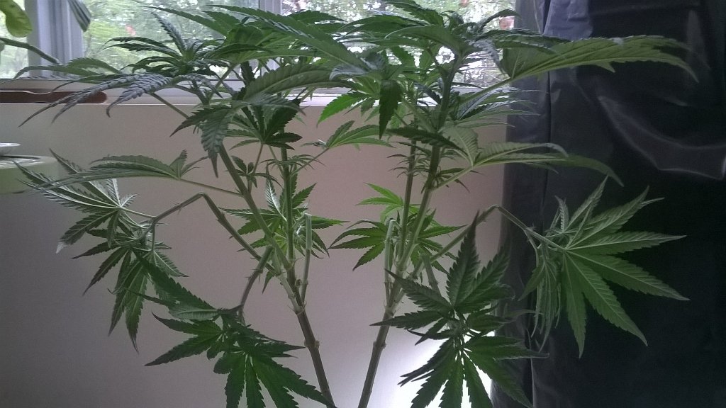 EdogZen's tweet photo. #420Easy #GrowYourOwn You can give weaker limbs extra strength by gently pinching and bending downward past 45 /\ https://t.co/TKpS7I6yMu