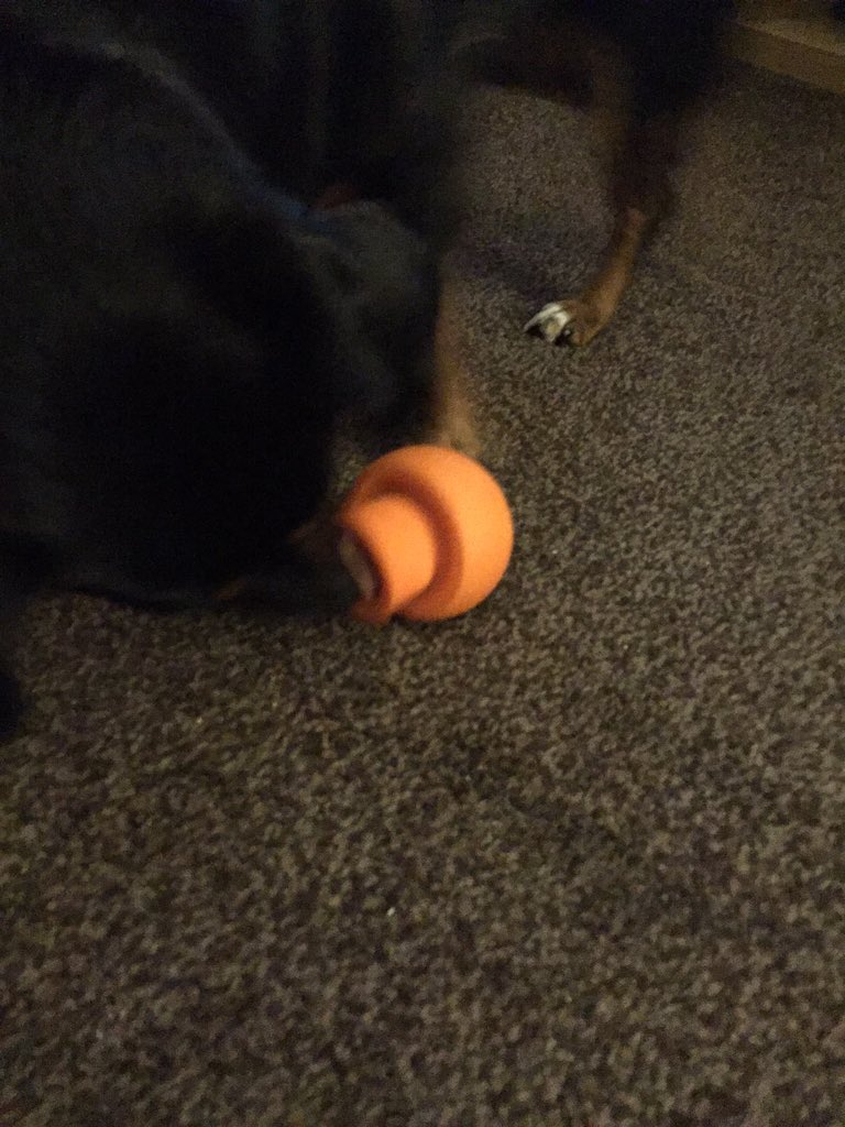 ChrisMJ83's tweet photo. Lola finally got her three new @kickstarter #SmartFetch toys. The portoballo a hit! https://t.co/rUWa9EXmxf