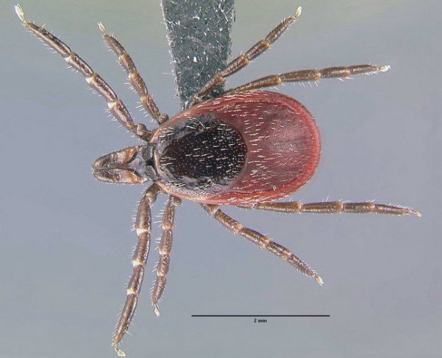 medical_tech_'s tweet photo. Ticks: They're taking over! https://t.co/z1iBo4V9ph https://t.co/2dVNyO9uaX