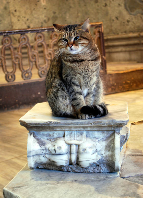 ghostofhellas's tweet photo. A devout cat lives at a fourteen hundred year old museum Hagia Sophia in Turkey, guarding and preserving.. https://t.co/n5i17zNa3F