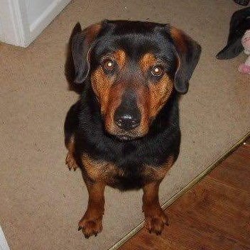 Nightowl400's tweet photo. Great all rounder,that's our Rosie @NWDogRescue isn't she beautiful!? 😘 
Info➡ https://t.co/RS6NNlTh1T #DOTD #K9HOUR https://t.co/KXOKbbVWFN