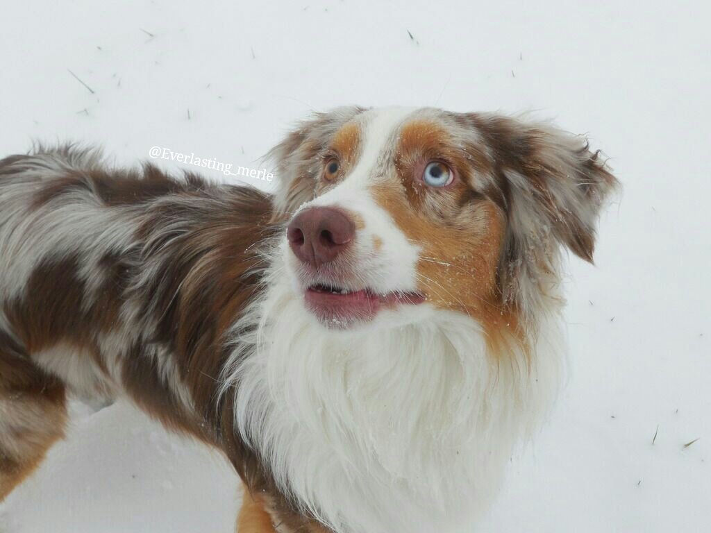 Everlastingmere's tweet photo. Let it snow!! Let it snow!! Let it #snow!! #aussie #dog #puppy #winter #fluffy https://t.co/OTL1B2Ii5T