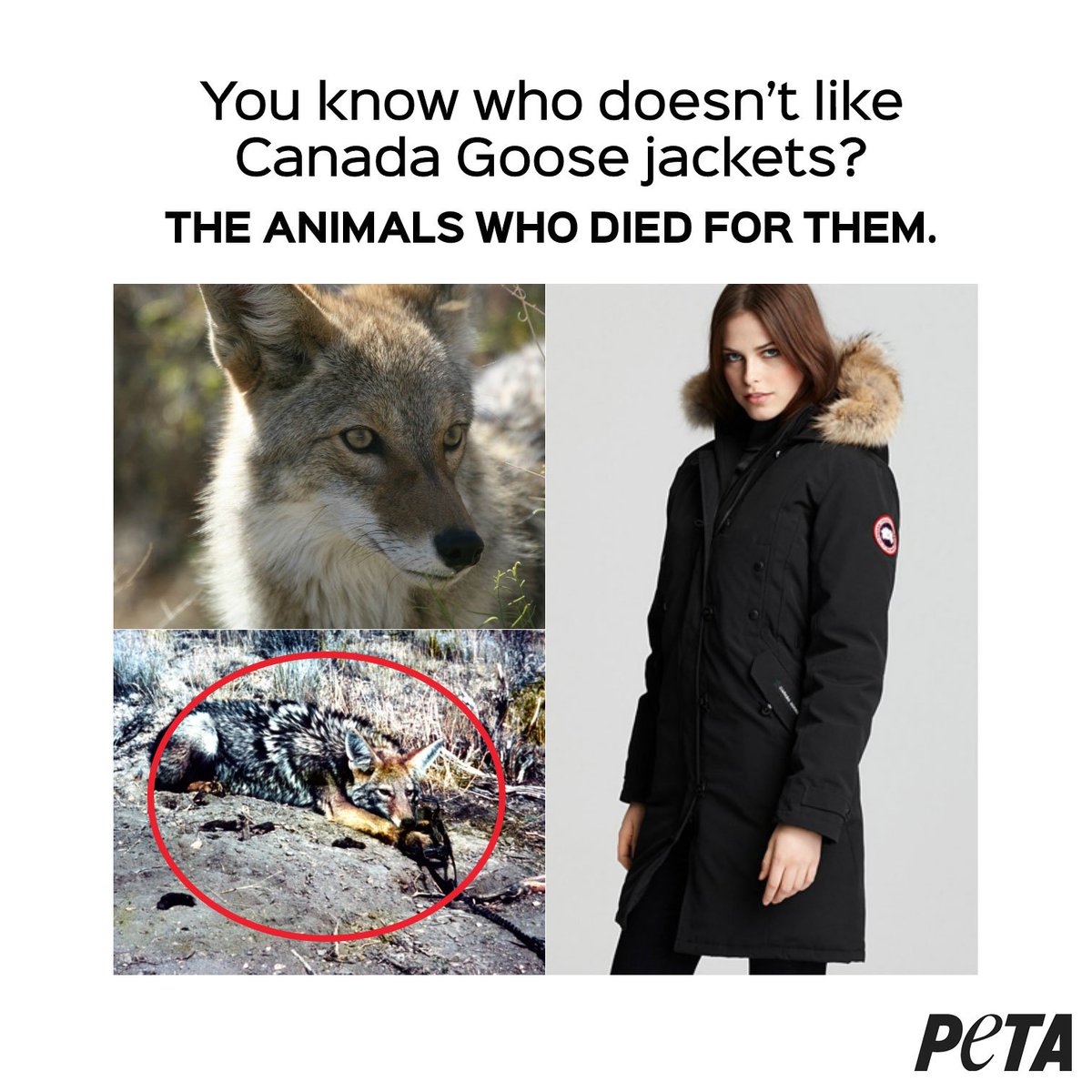 peta tweet picture