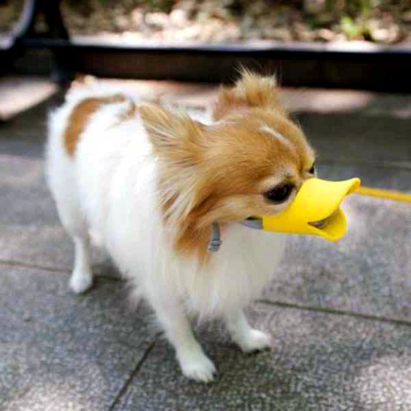 RemainingTheSam's tweet image. "OK, duck face products. Let's think outside the box. Ideas?"
"Well, I got this dog that I hate..."