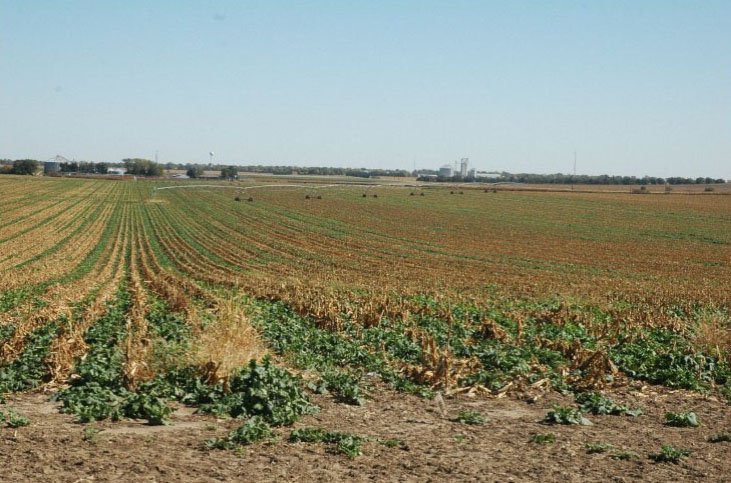 machinefinder's tweet photo. What Can We Expect From #Forage Cover Crops? https://t.co/pXU1NsKlYB via @FarmsNews @UNL_IANR #AgChat https://t.co/9S6jq1hLYb