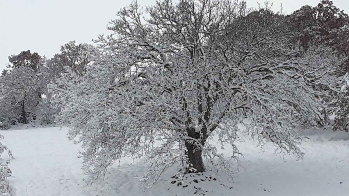 leopalmisano55's tweet photo. Una quercia innevata in #valleditria! #Locorotondo #neve https://t.co/P6c5x13VAp
