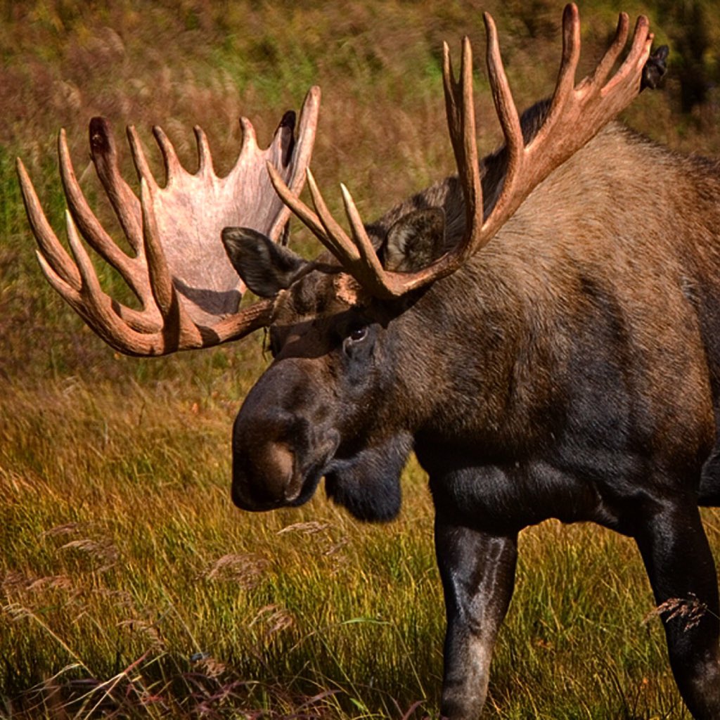WickedTine's tweet photo. If you could hunt any animal in the world no matter the cost what would you pursue? #dreamhunt #wickedtineoutdoors https://t.co/4yGWtrCciN