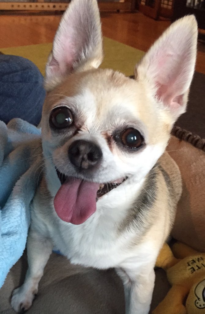 Pebbles Stone tweet media