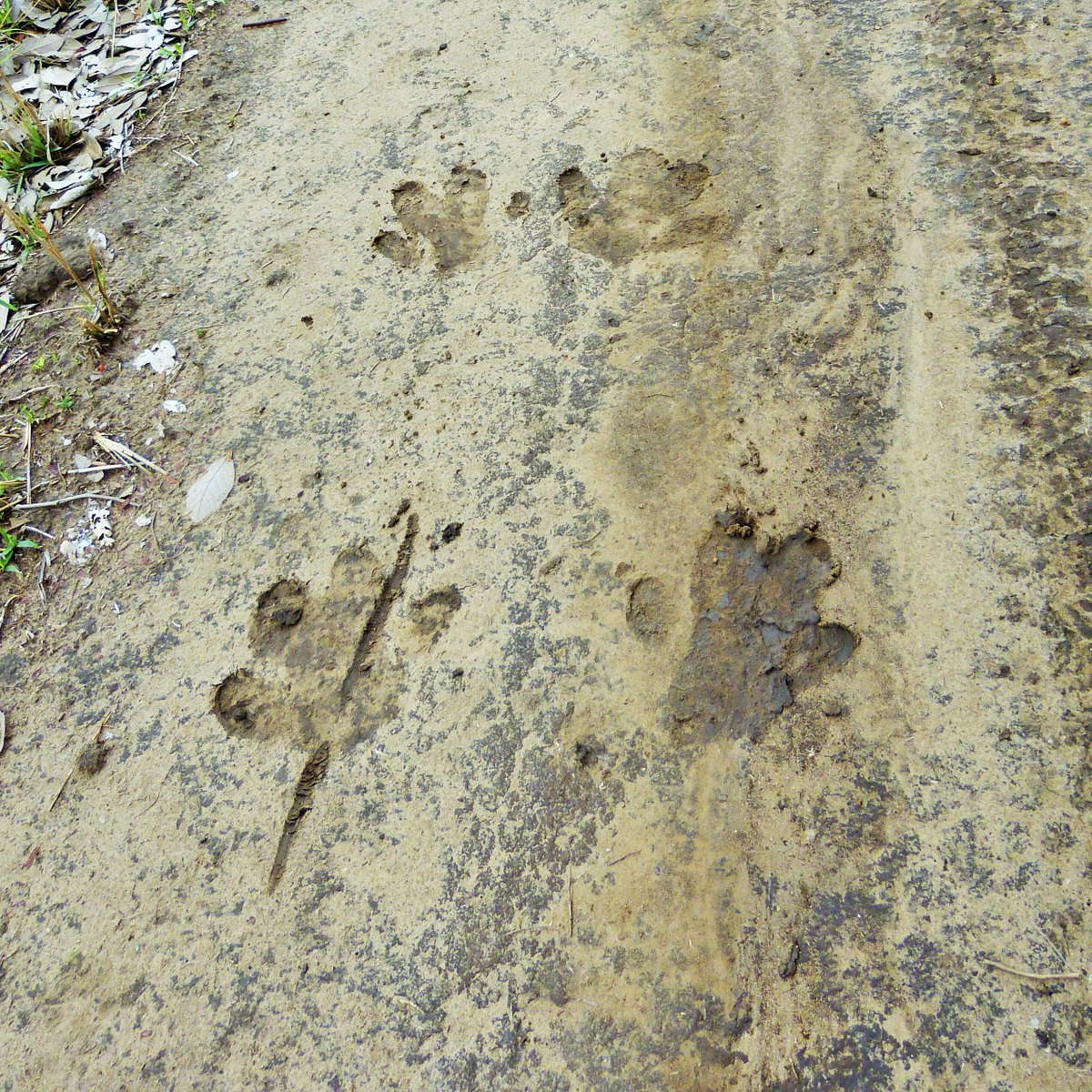 exploreinc's tweet photo. On #safari with #exploreinc, learning to identify animal tracks is a key component of game drives! Who walked here? https://t.co/UJRG36JLZf