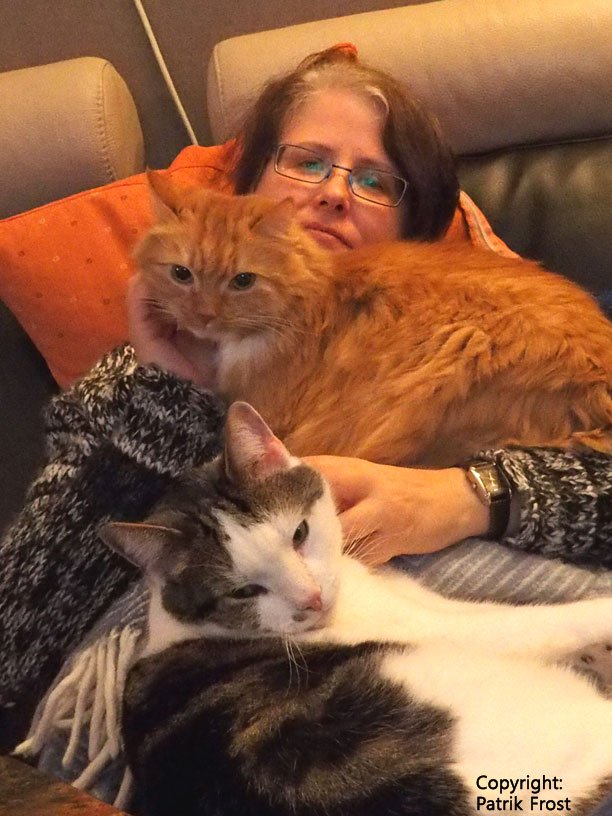 LenaMarklund's tweet photo. Myspys med två av #katterna i kväll.
#katt #foto https://t.co/xKoGTatJHU