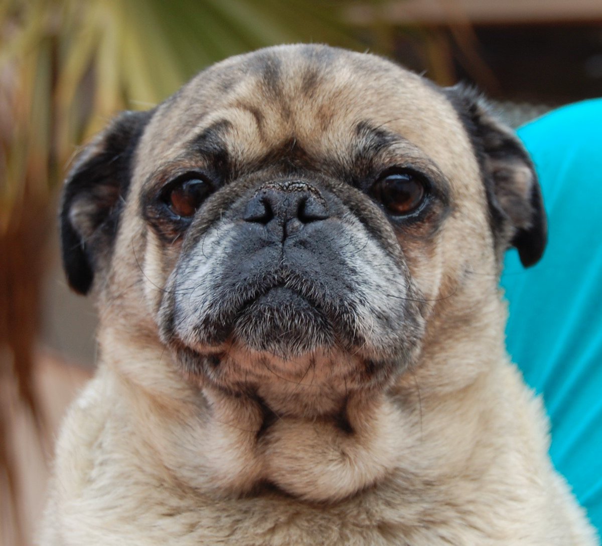 NevadaSPCA's tweet image. Farrah, 10, youthful spirit, well-behaved girl asking for a loving home. #adopt #Pug 
nevadaspca.blogspot.com/2016/01/farrah…