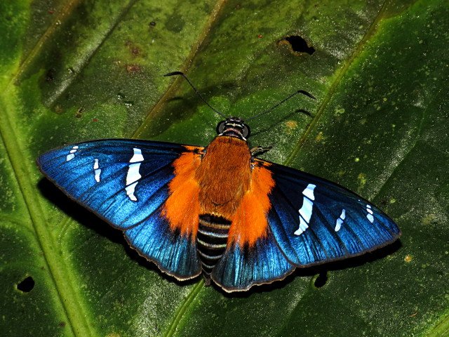 MariposaBT's tweet photo. Some spaces still available on 2016 tours: https://t.co/vOWSGyw2Fr! Photo: Yanguna cosyra from Montezuma last week. https://t.co/AfRbmGw7eJ