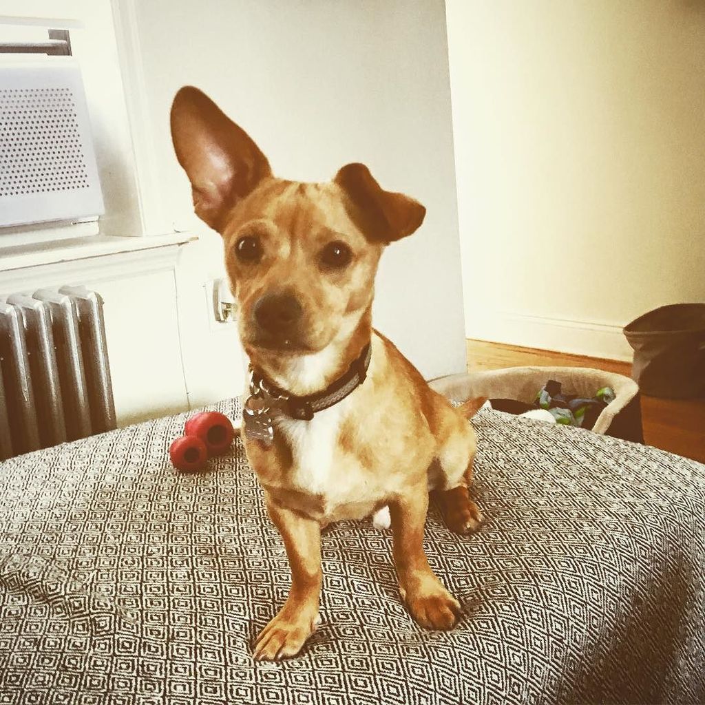 EdwardHambleton's tweet photo. Who me? #judehambleton #rescuedog #carolinadogsofinstagram #dogsofinstagram https://t.co/2pAHTswkV8 https://t.co/kxBjSf96IO