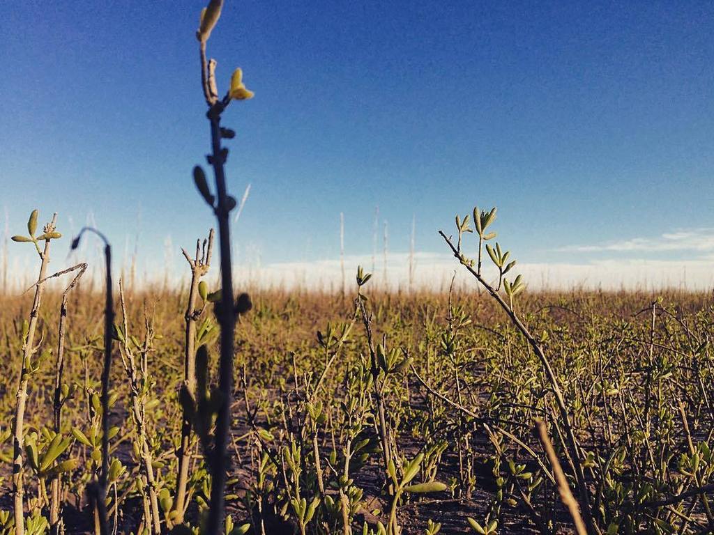 gogojewelryinc's tweet photo. #BlueSkies up ahead! #inspiredbynature #marshlife #ecosystem #marshmud #plantlife #naturejewelry https://t.co/UxaFlKKges