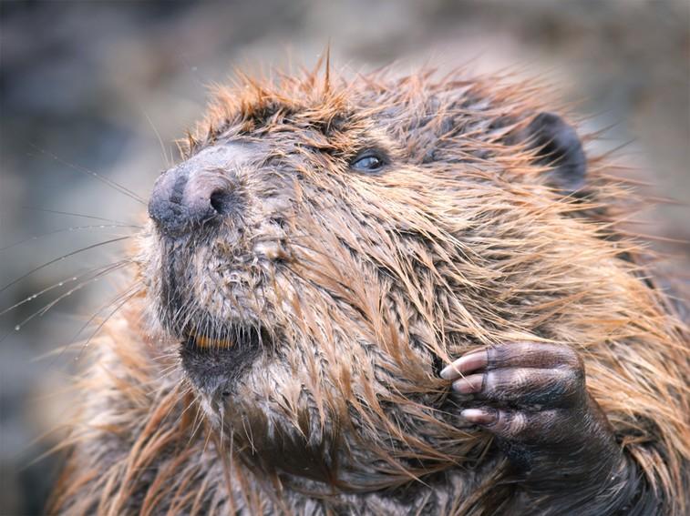 Beavers can gnaw through trees over three feet across, and their long