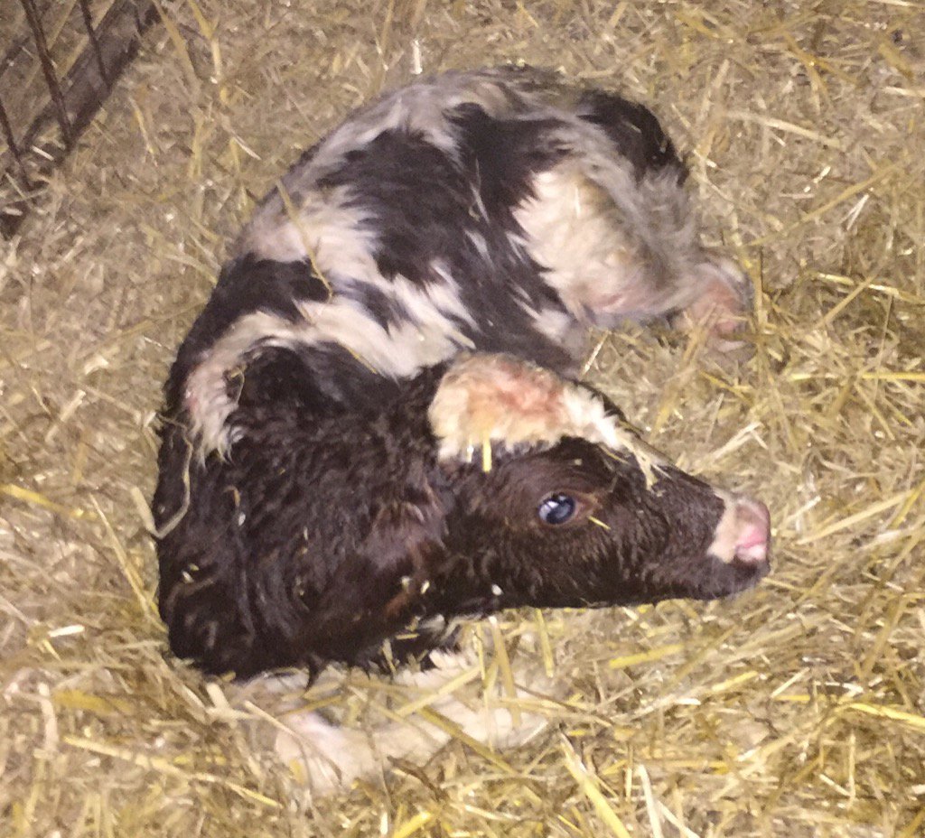 ortongrange's tweet photo. You were right @brough_neil another bull ๐ but it's a red Supershot! ๐ Is this a first @cogentbreeding ? #variantred https://t.co/NbXPoIXeNf