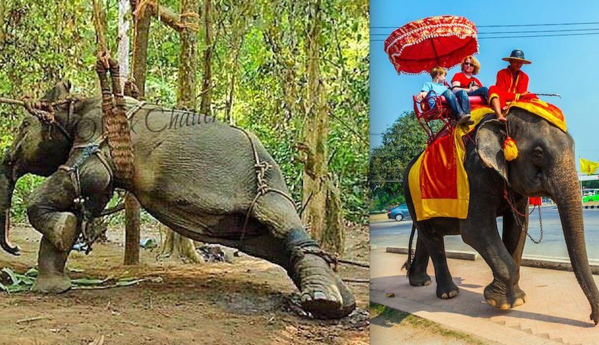 dodo's tweet image. This is the horrific truth behind the elephant ride #tourism #travel #elephantabuse thedo.do/1OU6nPU