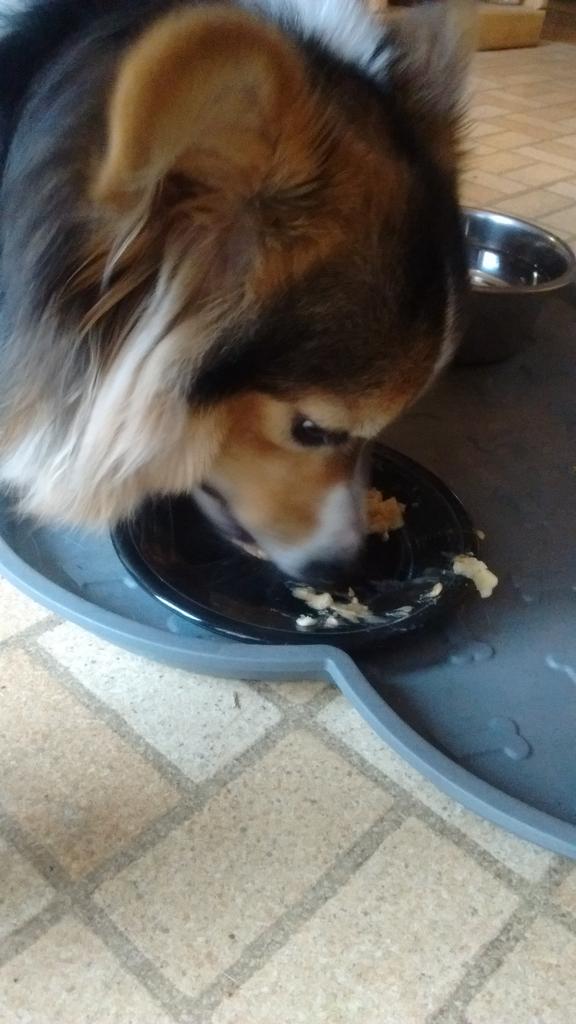 ZestTheCorgi's tweet photo. Peanut butter and banana snack! https://t.co/hXxcdm5ebs