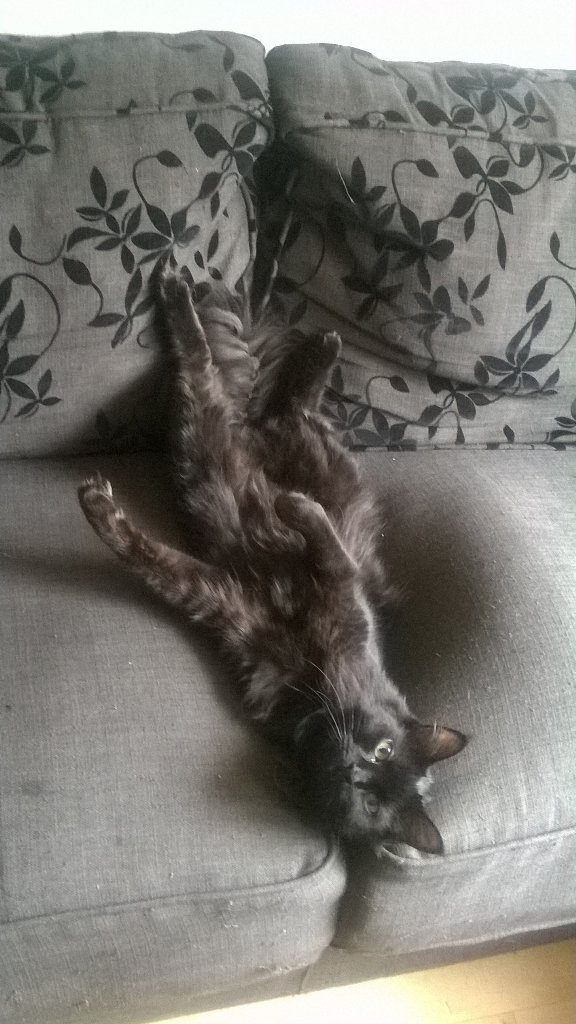 CrazyCasperCat's tweet photo. Ahh this is a comfy spot! #cats #caspercat #catsoftwitter #catsofinstagram https://t.co/AM3p44bWvQ