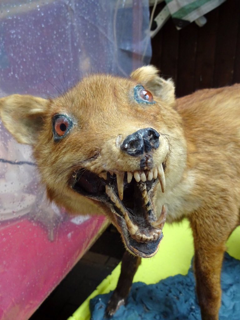 Mátame, camión! (El Tópic de la Taxidermia Chunga) - Página 3 CZCaNPZW8AIpmfm