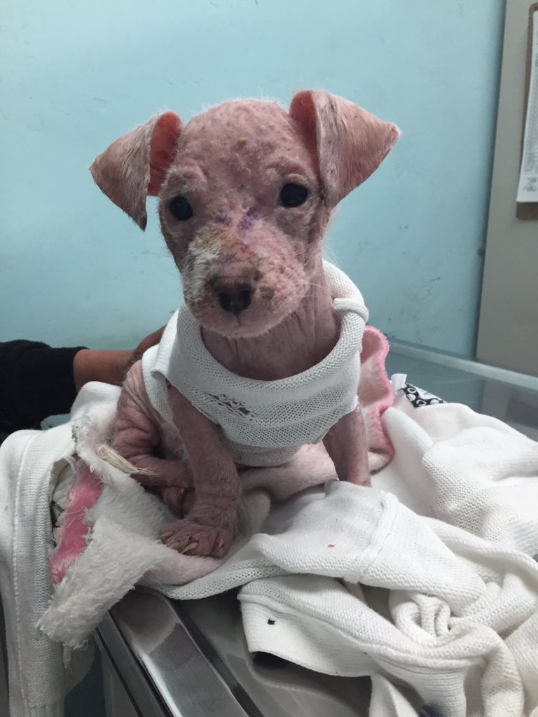 OmarAbed33's tweet photo. Tomy recogido de la calle está en tx n #clinicaveterinariaMH @delegacionMH esperamos buenos resultados. https://t.co/JQ6SuRzR81