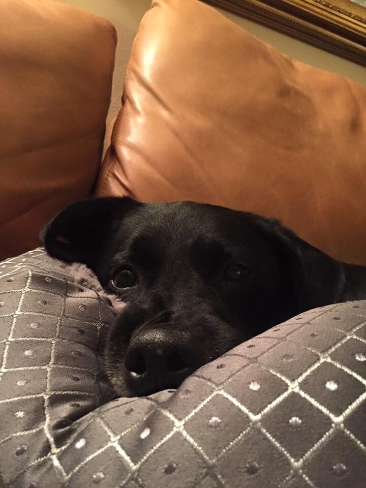 patomanchego's tweet photo. Quite possibly the #cutestdogface ever. https://t.co/tQtGa0Dwue