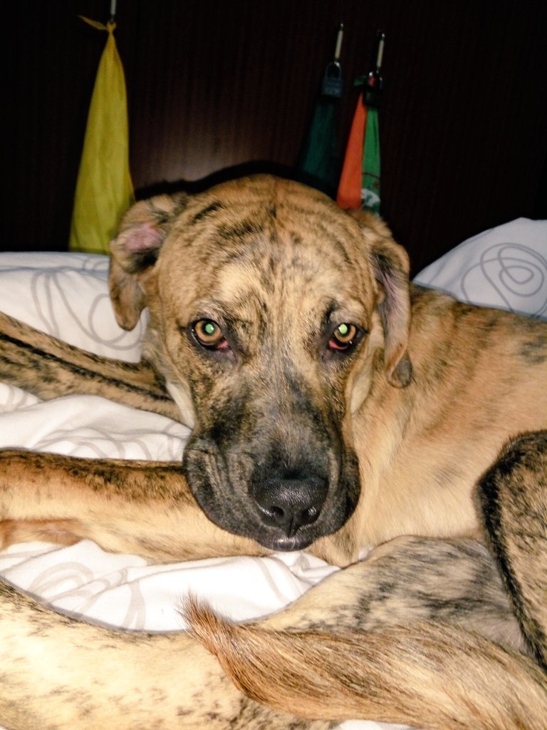 pedriis98's tweet photo. Baco sus desea felicees sueñeteees https://t.co/bWreZSdzrw