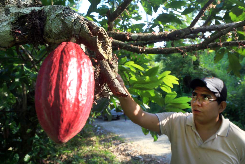 DiarioLaPrensa's tweet photo. Cholomeños labran el futuro del cacao de alta calidad -> https://t.co/YXpDCuS57a https://t.co/BIkXiG8dAA