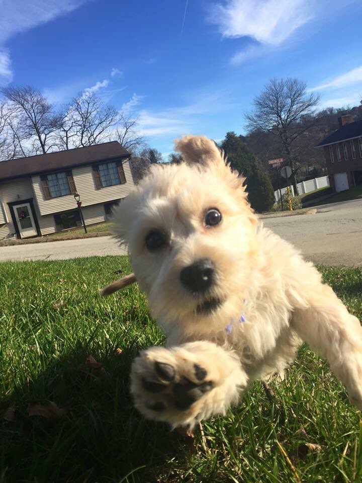 FinneganDeasy's tweet photo. when you hear them pouring more food in your bowl https://t.co/T6Q4tKcdQe