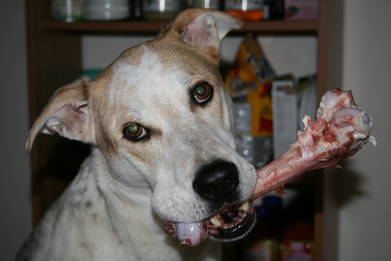 pets_wild's tweet photo. Raw Meaty Bones, Part of their daily feeding to enhance their tooth, gum and jaw health. #AsNatureIntended #RawDiet https://t.co/Yypr0Q5eCe