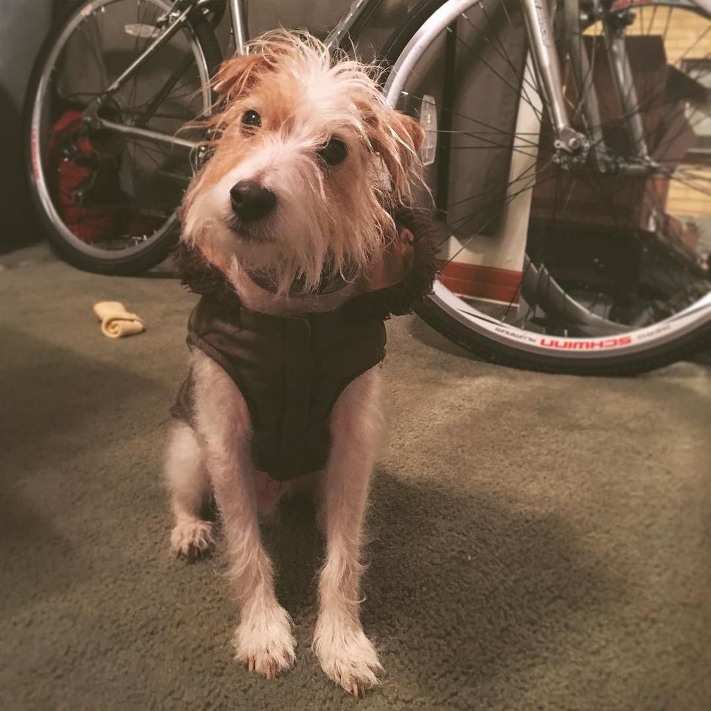 mohrtimmy's tweet photo. #day18of366 #baxterman #bomberjacket #bomberbax #🐶 #schwinn https://t.co/R76LVLNLNs https://t.co/8h3eCwciKd