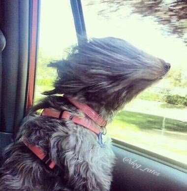dog_rates's tweet photo. Say hello to Chipson. He's aerodynamic af. No eyes (devastating). 9/10 would make sure he didn't bump into stuff https://t.co/V62rIva61J