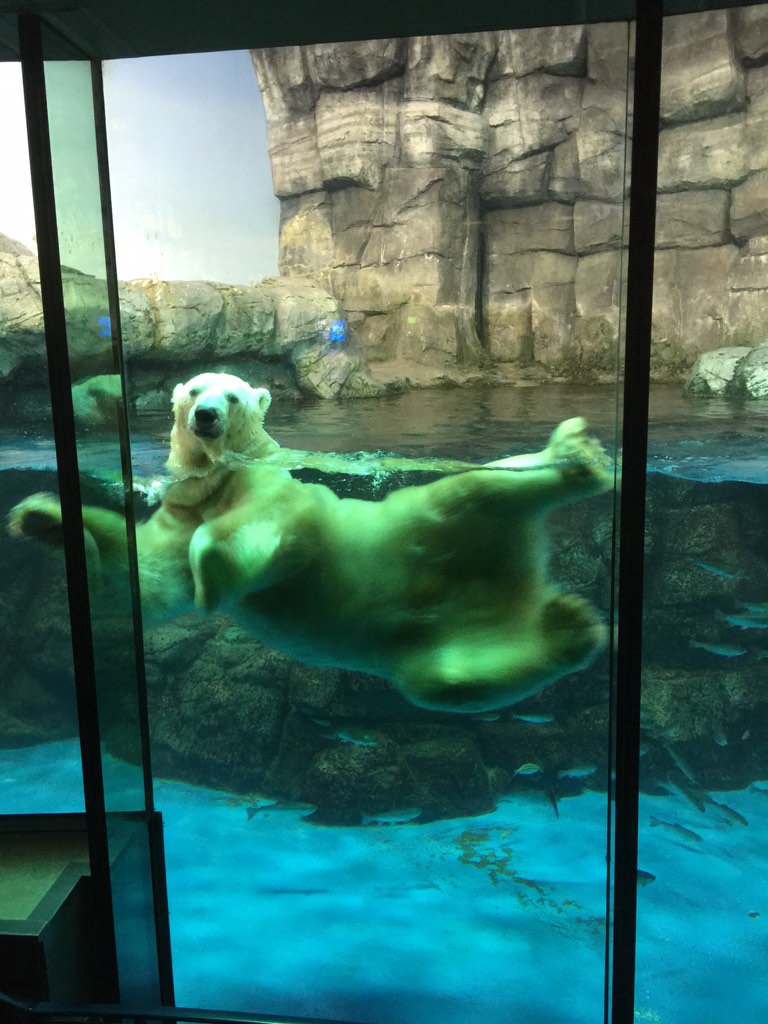 佐伯ウサギ 八景島シーパラダイスなう シロクマが近い かわいい T Co Myvddrjud3 Twitter