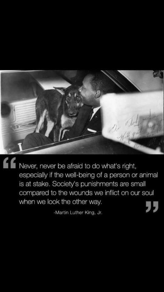 Never be afraid to do what's right! I love this #quote by #MartinLutherKing !  Happy #MartinLutherKingDay