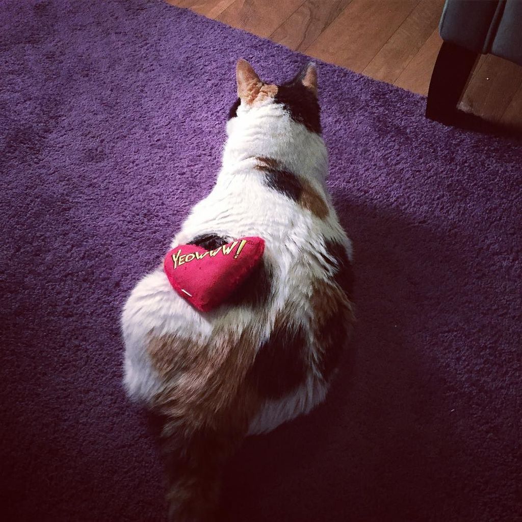 circlingsquare's tweet image. Lovey Kiki #yeowww #yeowwwcatnip #love #catstagram #catsofinstagram #calico by maryboo247